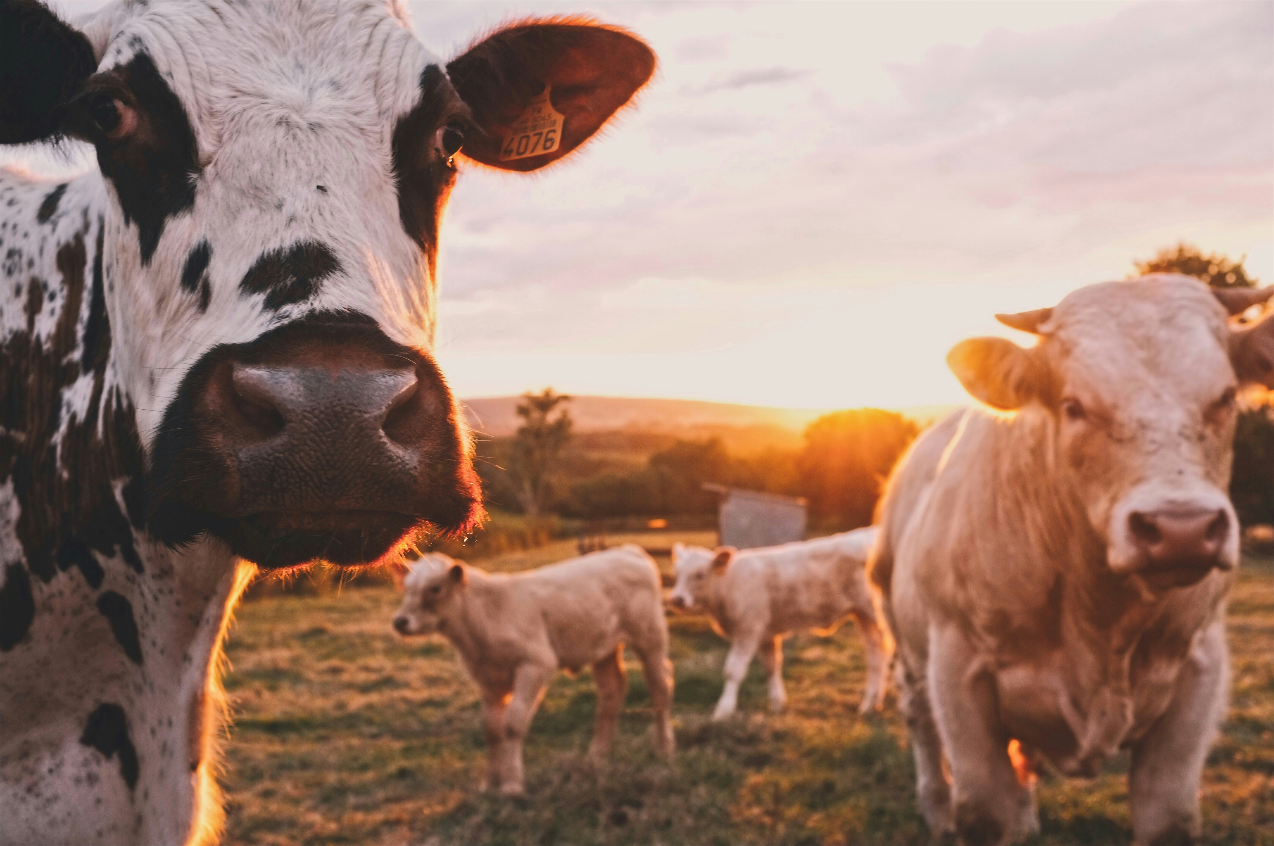 Livestock Farming